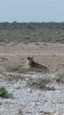 hf66f1a6.jpg
