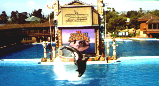 Sea World San Diego
Schlüsselwörter: Sea World, San Diego, Shamu, Killerwal, Show, Kalifornien, USA
