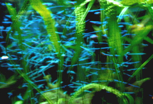 Aquarium in Sea World San Diego
Schlüsselwörter: Aquarium, Beyond the Sea, Sea World, San Diego, Kalifornien, USA