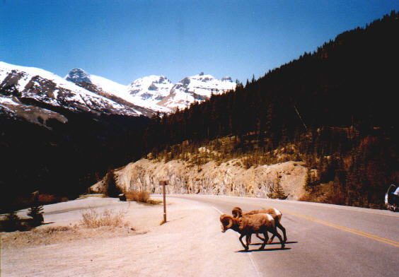 Dickhornschafe auf dem Icefield Parkway
Schlüsselwörter: Dickhornschafe, Icefield Parkway, Jasper, Alberta, Kanada