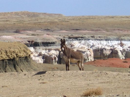 Esel am Coal Mine Canyon
