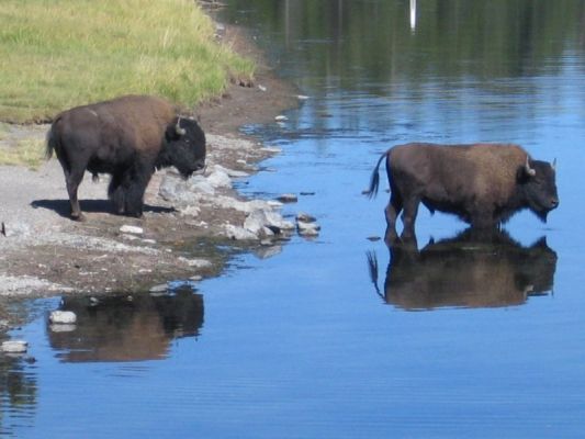 Bisons am Yellowstone River, aufgenommen von der Fishing Bridge
