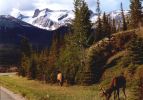 Jasper Nationalpark am Morgen