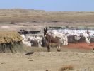 Esel am Coal Mine Canyon