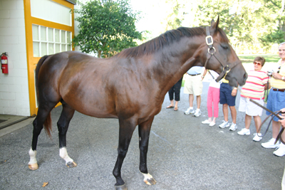 Schlüsselwörter: Claiborne Farm