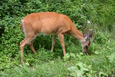 Deer.jpg