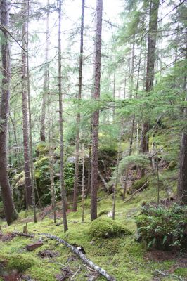 Regenwald Chilkoot Trail
