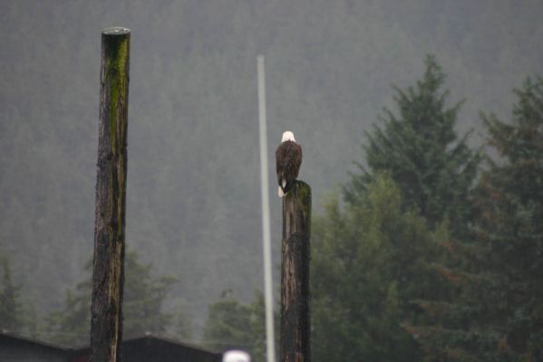 Bald Eagle
