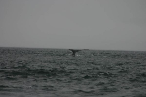 Wal - Tail
