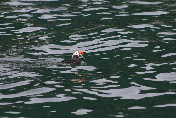 Puffin
