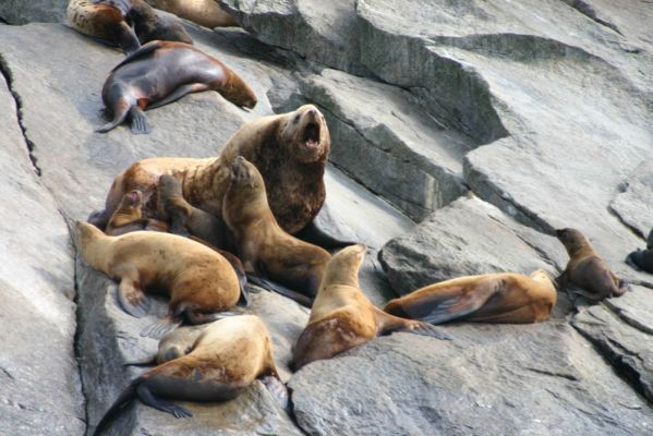 Steller Sea Lions

