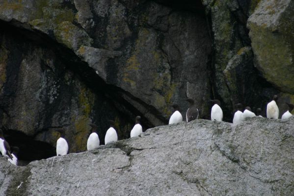 Murrelets
