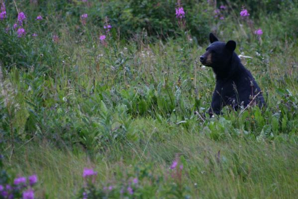 Blumenbär
