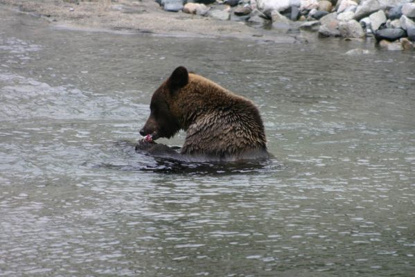 Bär in Haines
