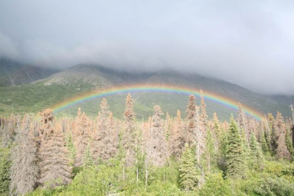 Regenbogen Rückfahrt Haines - DTL
