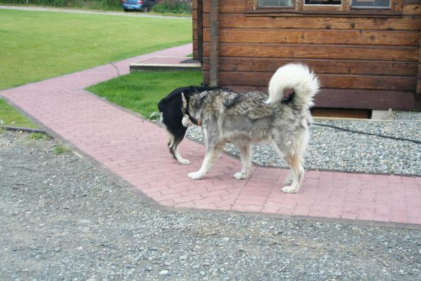 Hundebesuch
