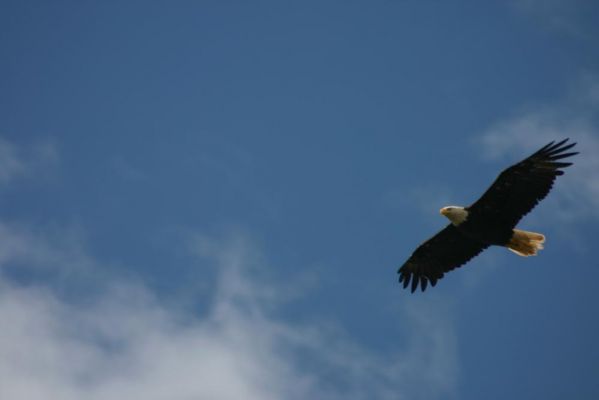 Bald Eagle
