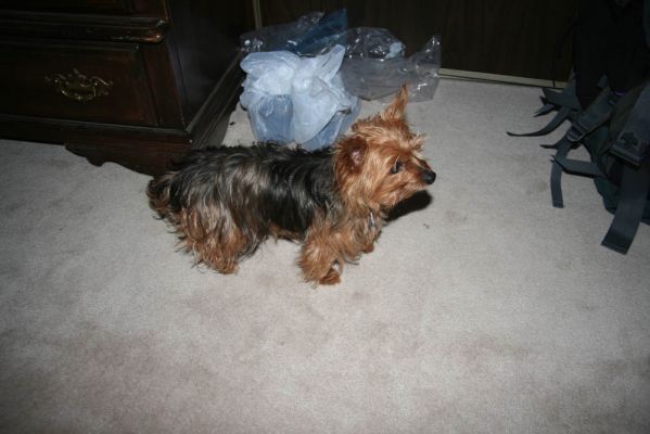 Chewy
