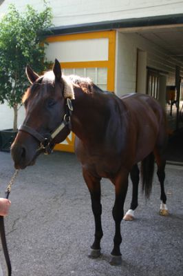 Schlüsselwörter: Claiborne Farm