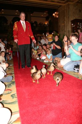 Entenmarsch im Peabody Hotel
