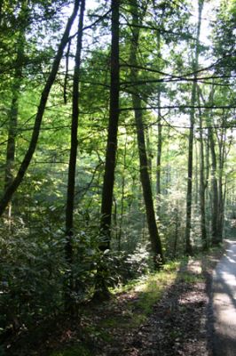 Rocky Fork Motor Trail
Schlüsselwörter: Rocky Fork Motor Trail