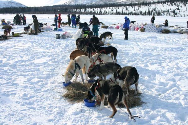 Längere Pause am Rainy Pass
Schlüsselwörter: Alaska, Iditarod