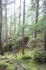 Regenwald Chilkoot Trail