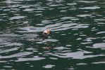 Puffin