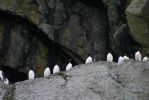 Murrelets