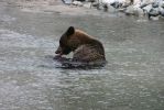 Bär in Haines