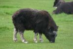 Musk Ox