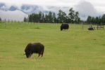 Musk Ox
