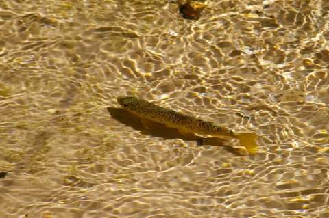 IMGP2796.jpg