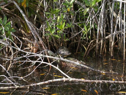 Jonathan Dickinson State Park
