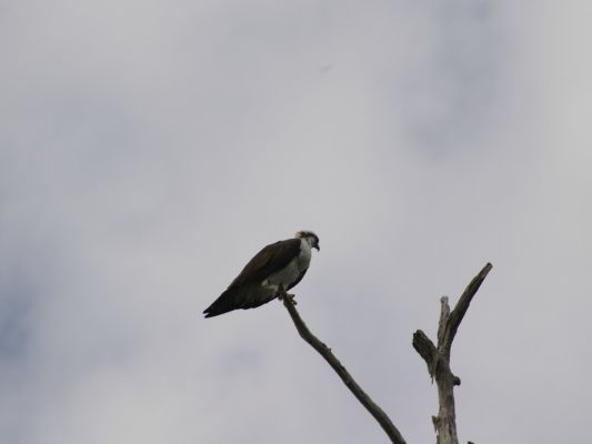 Jonathan Dickinson State Park
