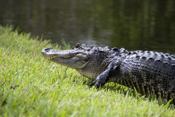 Everglades
