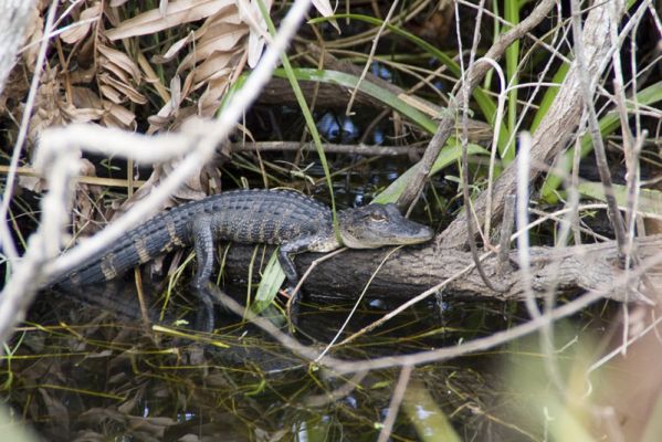 Everglades
