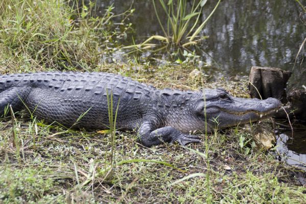 Everglades
