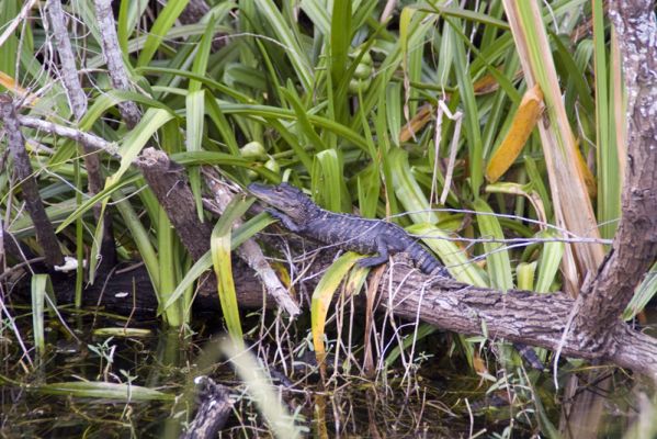 Everglades
