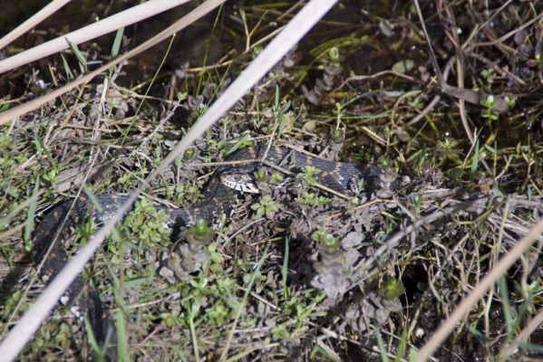 Everglades
