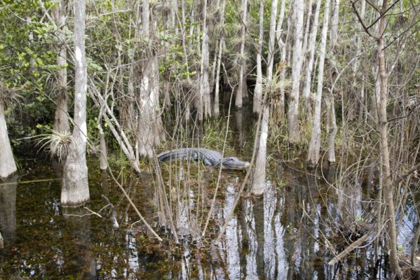 Everglades
