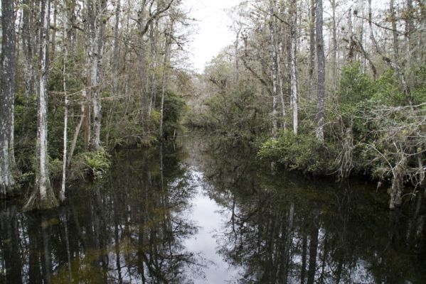 Everglades
