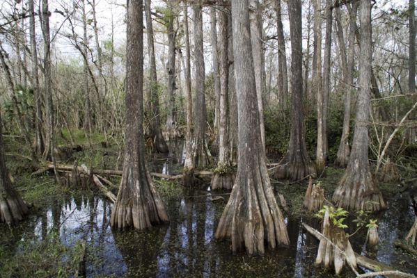 Everglades
