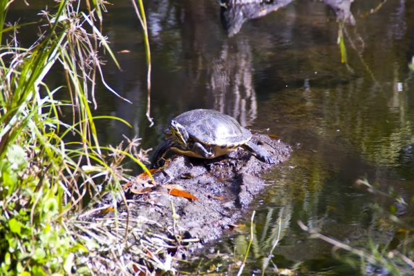 Homosassa
