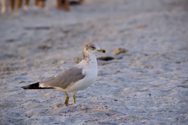 Strand
