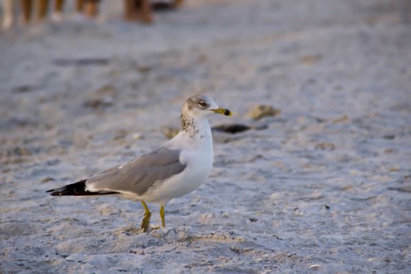 Strand
