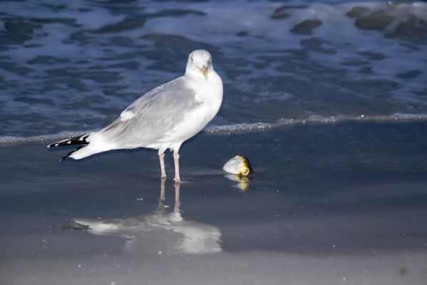 Möwe
