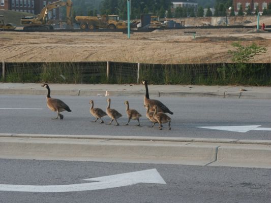 Enten beim Shoppen
