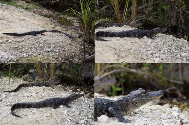 Everglades
