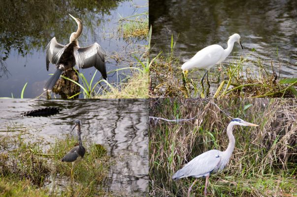 Everglades
